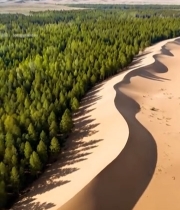  沙漠边缘森林全景3049#竖屏 	 