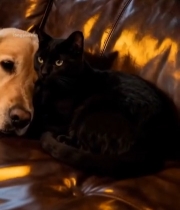  沙发上的金毛犬与黑猫依偎4763#竖屏 	 