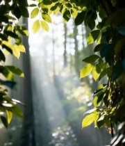  森林阳光透过树叶景象2953#竖屏 	 