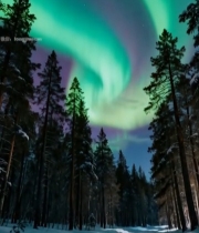  森林上空的极光夜景229#竖屏 	 