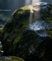  森林中带水珠的苔藓覆盖岩石5699#竖屏 	 