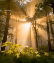  森林阳光穿透树木景象(1)5675#竖屏 	 