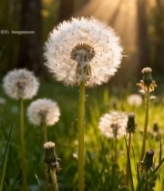  森林中蒲公英特写1662#竖屏 	 