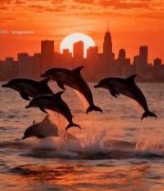  日落时海豚跃出海面城市背景2886#竖屏 	 