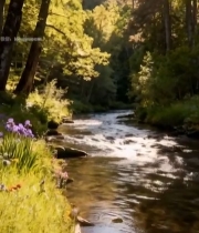  森林河流边盛开的紫色花朵(1)7277#竖屏 	 