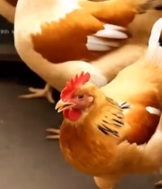  鸡群特写素材2984#竖屏 	 