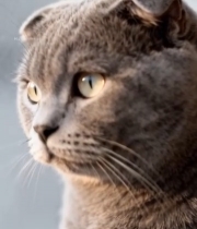  灰色折耳猫特写4614#竖屏 	 