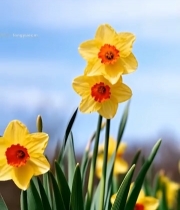  黄色水仙花朵特写2333#竖屏 	 