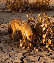  荒原上觅食的野生动物3874#竖屏 	 