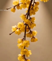  黄色梅花枝条特写7021#竖屏 	 