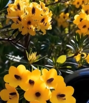  黄色花卉特写1634#竖屏 	 