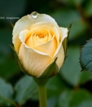  黄玫瑰特写含露珠1706#竖屏 	 