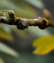  黄色花朵植物特写1196#竖屏 	 