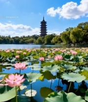  湖畔荷花与古塔风景2579#竖屏 	 