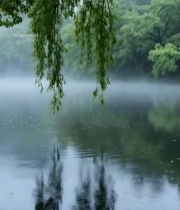  湖畔垂柳自然风光1432#竖屏 	 