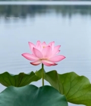  湖畔绽放的粉色荷花3887#竖屏 	 