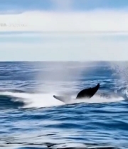  虎鲸跃出海面瞬间2777#竖屏 	 