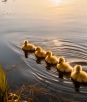  湖面小鸭子游泳画面395#竖屏 	 