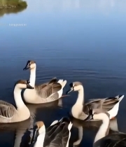  湖面上的大雁群游素材7224#竖屏 	 