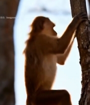  猴子攀爬树木素材2417#竖屏 	 