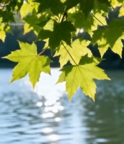  湖边枫叶阳光景色2596#竖屏 	 