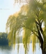  湖边垂柳春日景象(1)3742#竖屏 	 