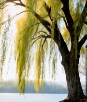  湖边垂柳春日景象1874#竖屏 	 