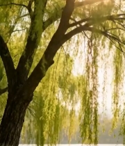  湖边垂柳阳光风景2793#竖屏 	 