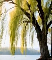  湖边垂柳春日景象1874#竖屏 	 