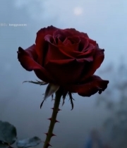  红玫瑰特写5722#竖屏 	 