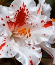  红白斑点花朵特写7880#竖屏 	 