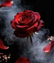  红玫瑰花瓣飘落烟雾效果素材5182#竖屏 	 