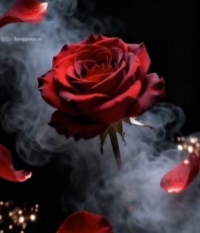  红玫瑰花瓣飘落烟雾效果素材5182#竖屏 	 