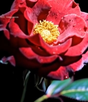  红玫瑰微距特写素材7808#竖屏 	 