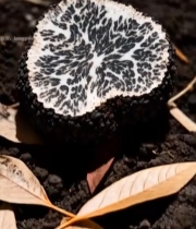  黑松露特写5#竖屏 	 