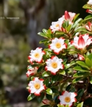  红白相间山茶花特写5451#竖屏 	 