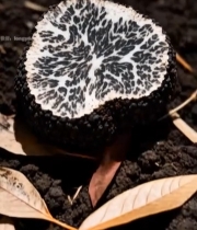  黑松露特写5#竖屏 	 