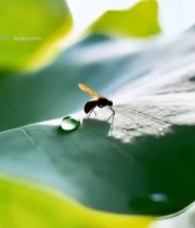  荷叶上的昆虫与水珠特写4206#竖屏 	 