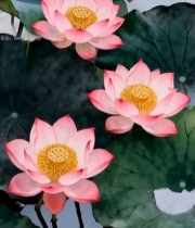  荷塘荷花荷叶特写(1)3387#竖屏 	 