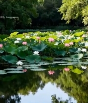  荷塘荷花自然风光2593#竖屏 	 