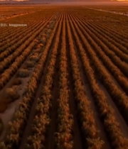  航拍田野日落全景4490#竖屏 	 