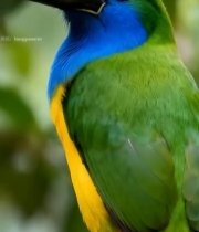  色彩艳丽巨嘴鸟栖息树枝3126#竖屏 	 