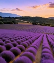  日落时分薰衣草田风景(1)4879#竖屏 	 