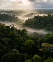  森林晨雾笼罩全景247#竖屏 	 