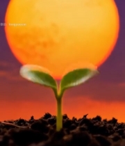  日出下破土而出的嫩绿幼苗(1)2047#竖屏 	 