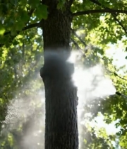  人在森林中给树木喷洒754#竖屏 	 