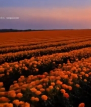  日落时分的玫瑰花田2823#竖屏 	 