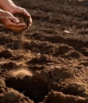  人手捧土壤洒落画面5177#竖屏 	 
