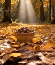  秋日森林中篮子里的核桃1533#竖屏 	 