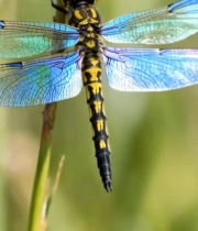  蜻蜓停驻植物特写925#竖屏 	 